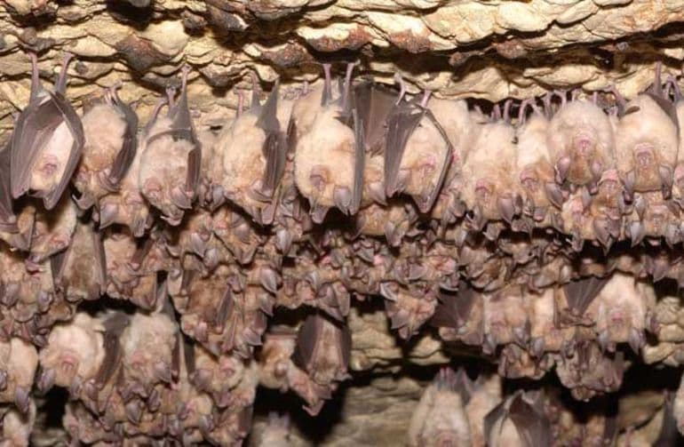 Какие животные впадают в спячку зимой: объяснения зоологов