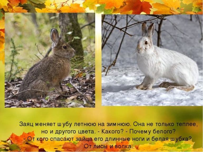 Какие животные впадают в спячку зимой: объяснения зоологов