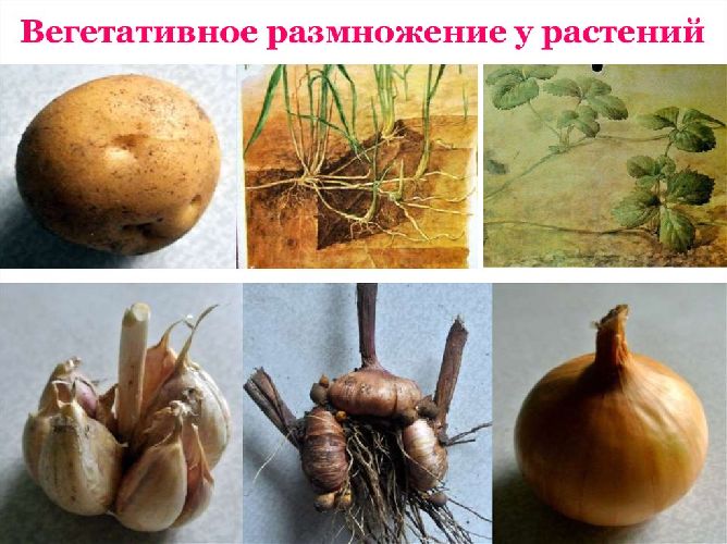 Какое значение имеет вегетативное размножение растений в природе &ndash; кратко для сообщения, примеры (6 класс, биология)