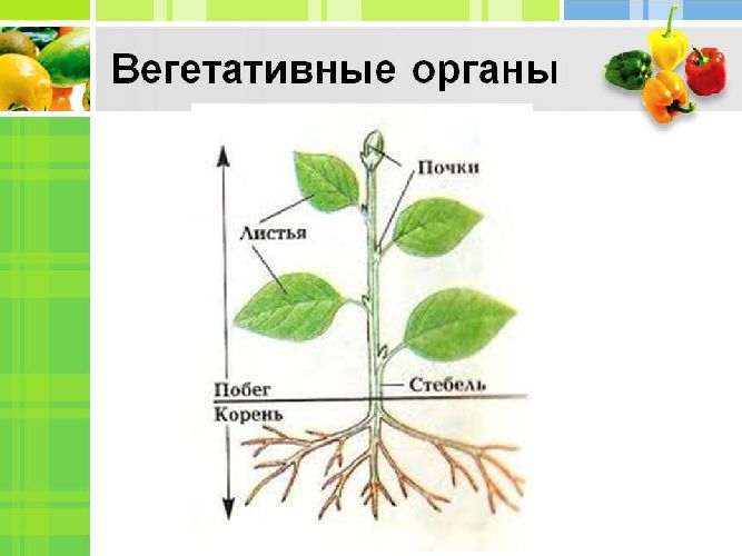 Какое значение имеет вегетативное размножение растений в природе &ndash; кратко для сообщения, примеры (6 класс, биология)