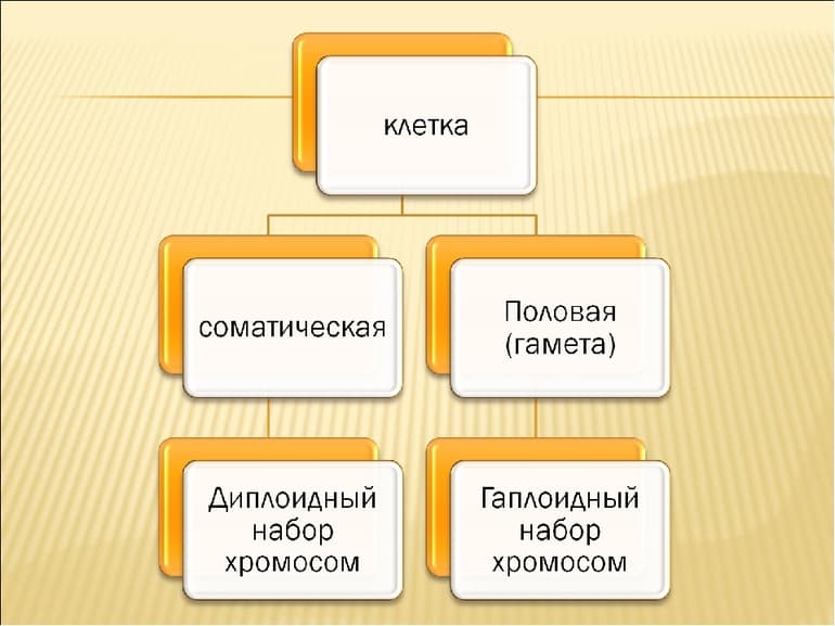 Кариотип в биологии &mdash; методы изучения и анализ генетических мутаций в организме человека