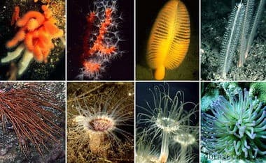 Кишечнополостные членистоногие &ndash; основные особенности