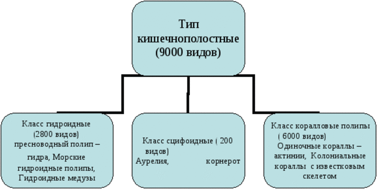 Кишечнополостные &mdash; разнообразие типа, особенности строения, значение в природе