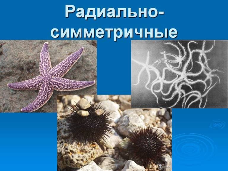 Кишечнополостные &mdash; разнообразие типа, особенности строения, значение в природе