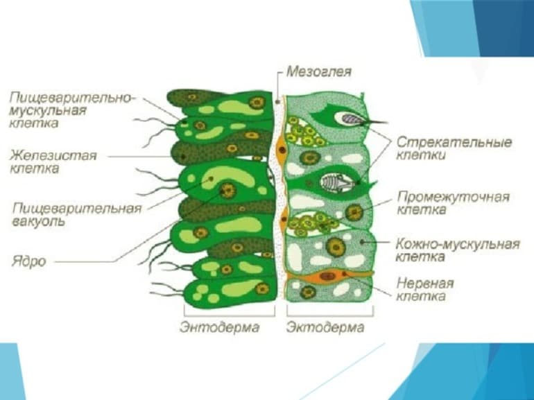 Кишечнополостные &mdash; разнообразие типа, особенности строения, значение в природе