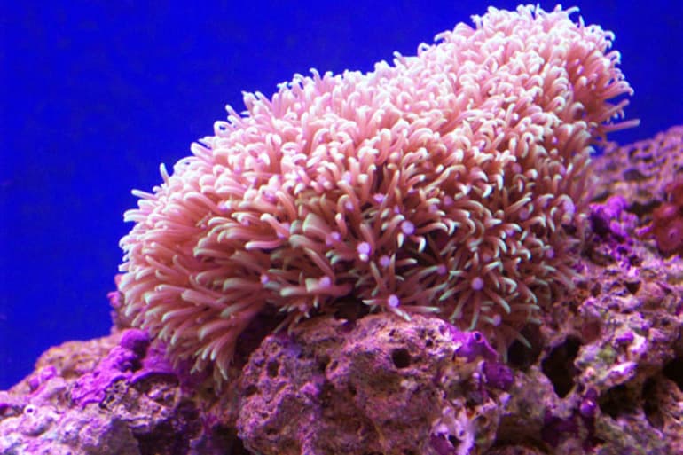 Кишечнополостные &mdash; разнообразие типа, особенности строения, значение в природе