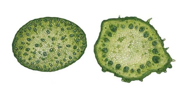 Класс Двудольные &ndash; семейства в таблице, их признаки, семена (6 класс)