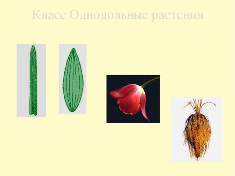 Класс однодольные — признаки, характеристика и классификация