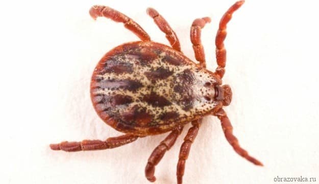 Класс паукообразные (1 класс) &ndash; общая характеристика, среда обитания и особенности для сообщения