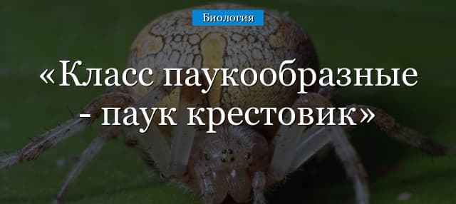 Класс Паукообразные – паук-крестовик, строение и особенности поведения