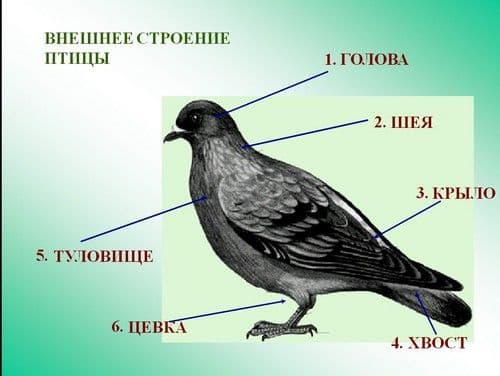Класс Птицы (биология, 8 класс) &ndash; значение, общая характеристика, строение скелета