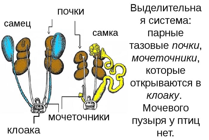 Класс птицы &mdash; характеристика, виды и строение пернатых