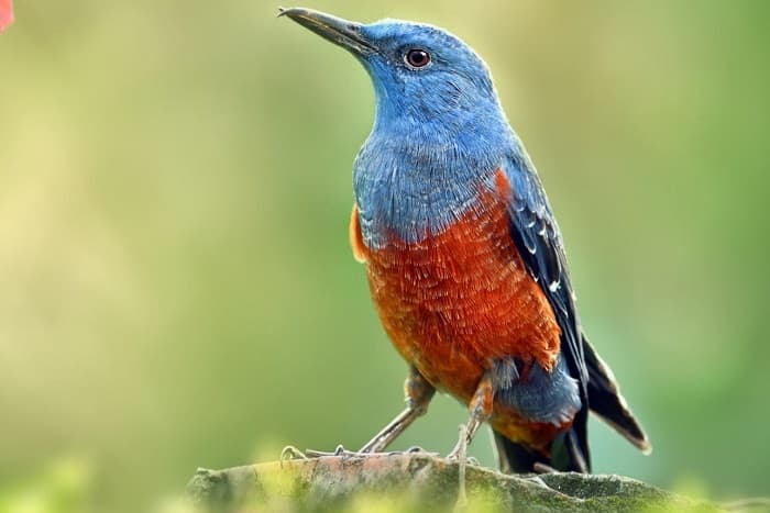 Класс птицы &mdash; характеристика, виды и строение пернатых