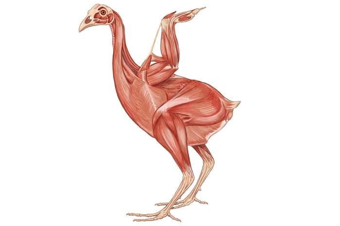 Класс птицы &mdash; характеристика, виды и строение пернатых