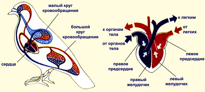Класс птицы &mdash; характеристика, виды и строение пернатых