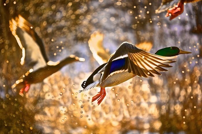 Класс птицы &mdash; характеристика, виды и строение пернатых