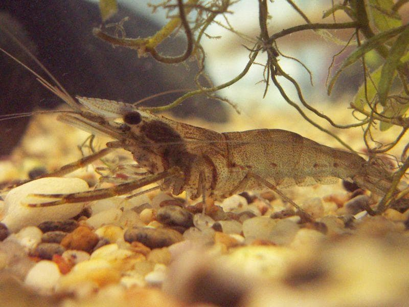 Класс ракообразные &mdash; общая характеристика