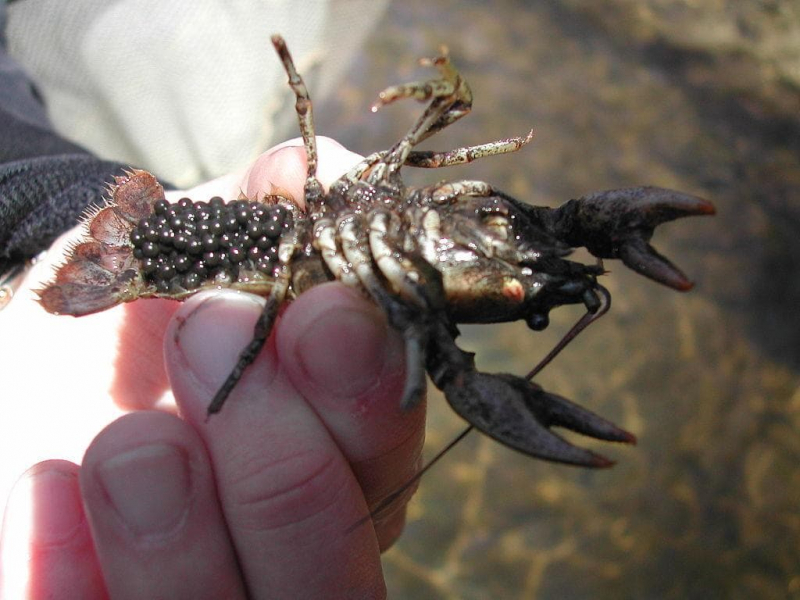 Класс ракообразные &mdash; общая характеристика