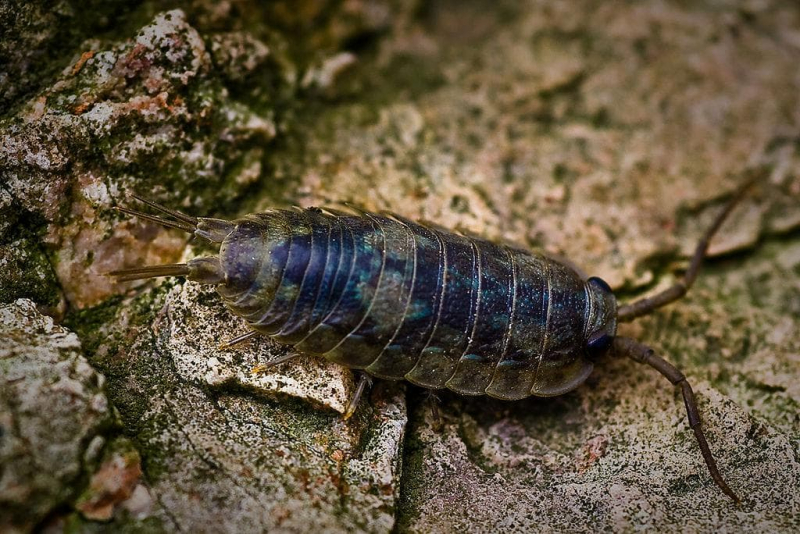 Класс ракообразные &mdash; общая характеристика