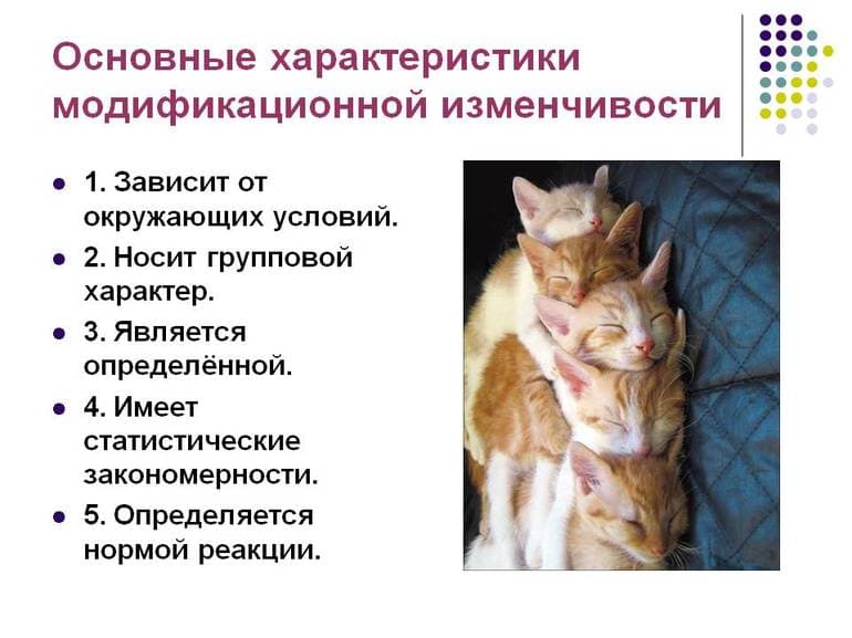 Классификация и основные свойства видов изменчивости в биологии