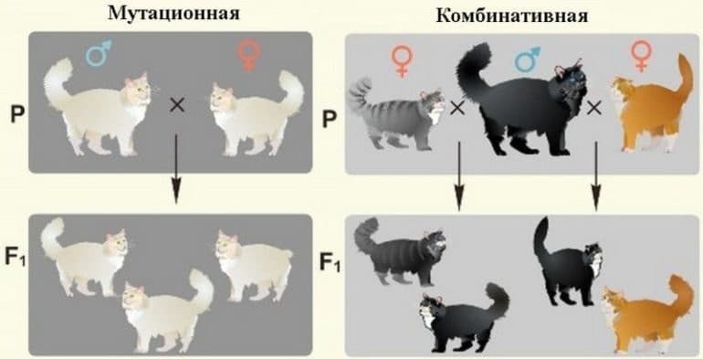 Классификация и основные свойства видов изменчивости в биологии