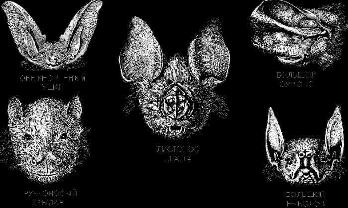 Классификация животных и животного мира &ndash; виды в таблице (биология, 7 класс)