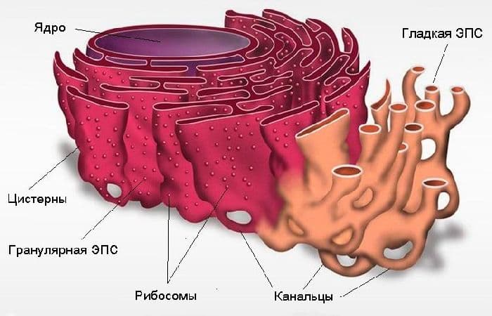 Клеточная мембрана – наружная структура, отличие от клеточной стенки, жидкостно-мозаичная модель