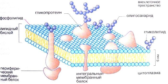 Клеточная мембрана – наружная структура, отличие от клеточной стенки, жидкостно-мозаичная модель