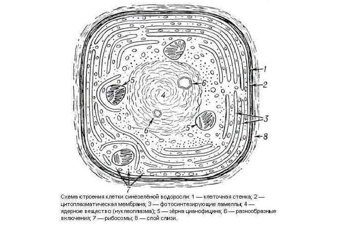 Клеточная стенка — строение, состав и основные функции
