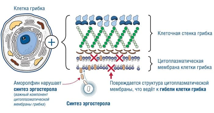 Клеточная стенка — строение, состав и основные функции