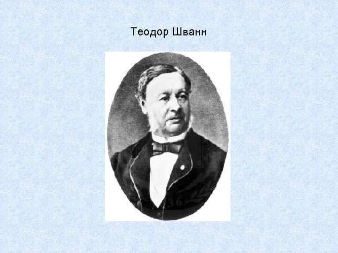 Клеточная теория Шванна и Шлейдена &ndash; открытие клетки в строении организмов, значение создания