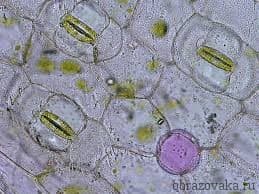Клеточное строение листа – таблица и рисунок для урока в 6 классе