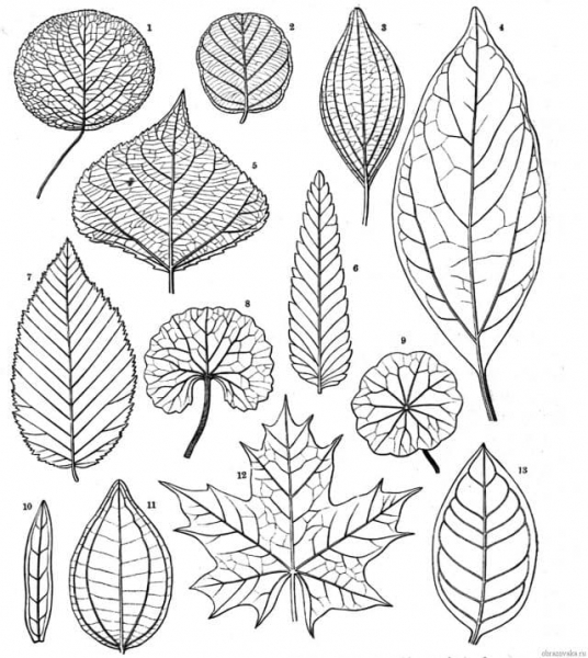 Клеточное строение листа – таблица и рисунок для урока в 6 классе