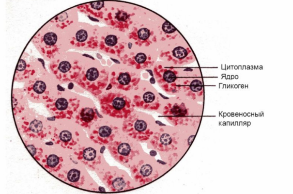 Клеточные включения – строение и функции