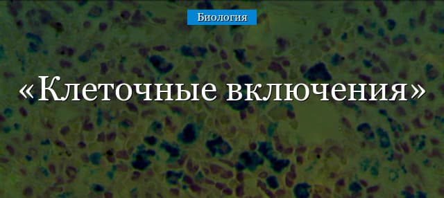 Клеточные включения – строение и функции