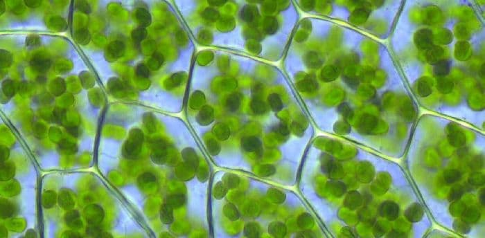 Клеточные включения – строение и функции в таблице