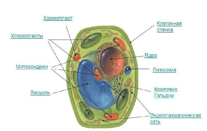 Клеточные включения – строение и функции в таблице