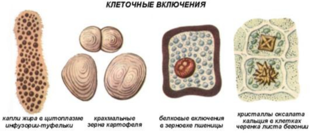 Клеточные включения строение и функции таблица. Клеточные включения строение и функции таблица