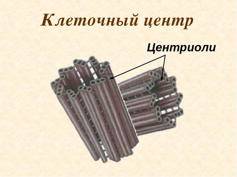Клеточный центр — особенности строения, функции и роль