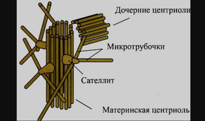 Клеточный центр – строение и функции в таблице