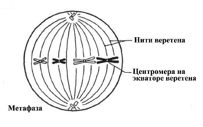 Клеточный центр – строение и функции в таблице