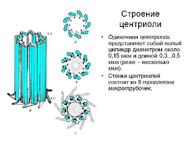 Клеточный центр – строение и функции в таблице