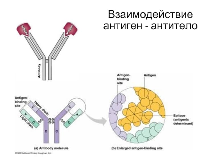 Клеточный иммунитет — теория, основоположники и роль