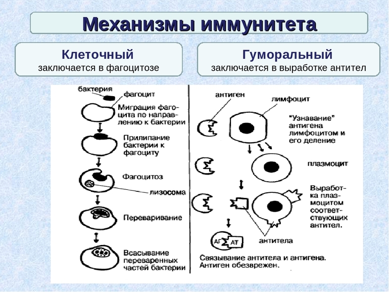 Клеточный иммунитет — теория, основоположники и роль