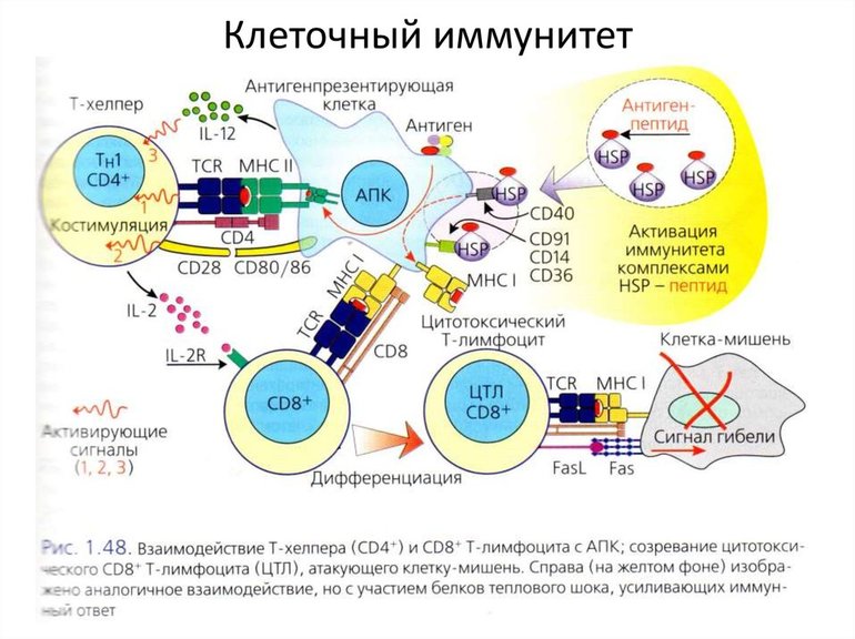 Клеточный иммунитет — теория, основоположники и роль