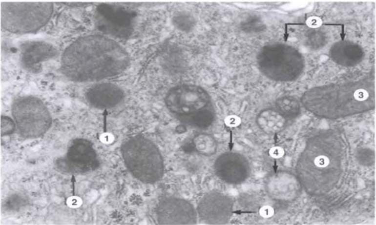 Комплекс Гольджи — особенности строения, характеристика и функции аппарата