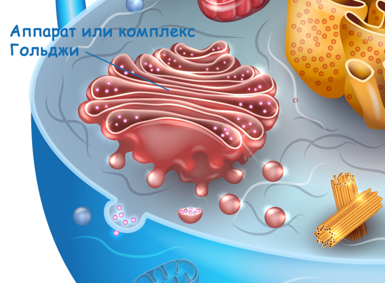 Комплекс Гольджи — особенности строения, характеристика и функции аппарата