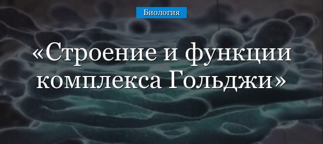 Комплекс Гольджи – строение и функции в таблице