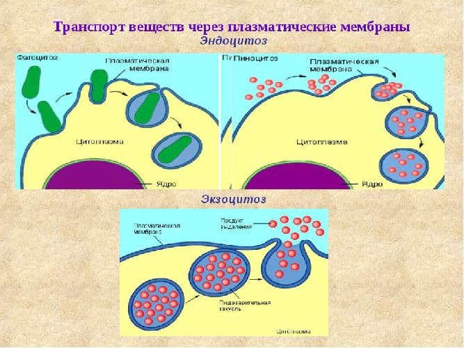 Комплекс Гольджи – виды систем с эндоплазматической сетью у животных