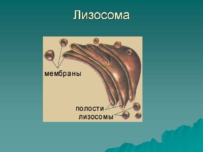 Комплекс Гольджи – виды систем с эндоплазматической сетью у животных